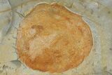 Paleocene Fossil Leaf (Zizyphoides) - Montana #120844-1